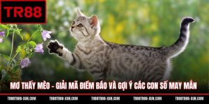 Mơ Thấy Mèo - Giải Mã Điềm Báo Và Gợi Ý Các Con Số May Mắn